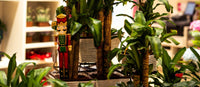 Best Indoor Christmas Plants for Festive Homes