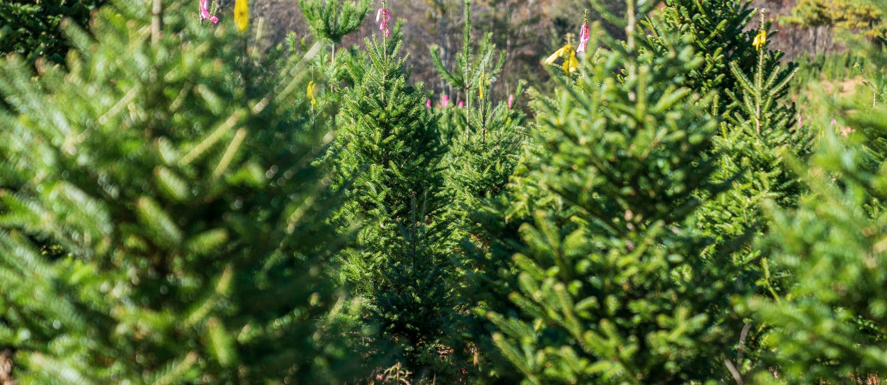 How to Plant a Pot-Grown Christmas Tree in the Garden