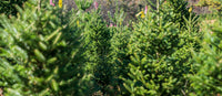 How to Plant a Pot-Grown Christmas Tree in the Garden