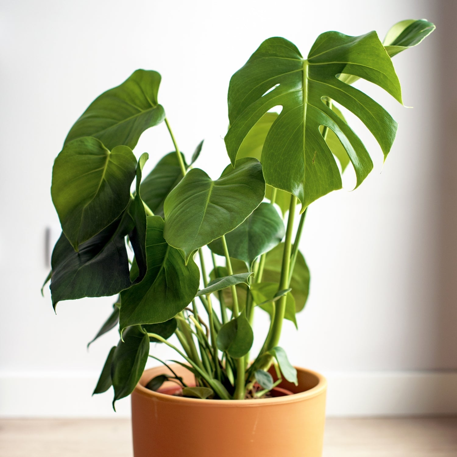 INDOOR PLANT GIFT IN A POT