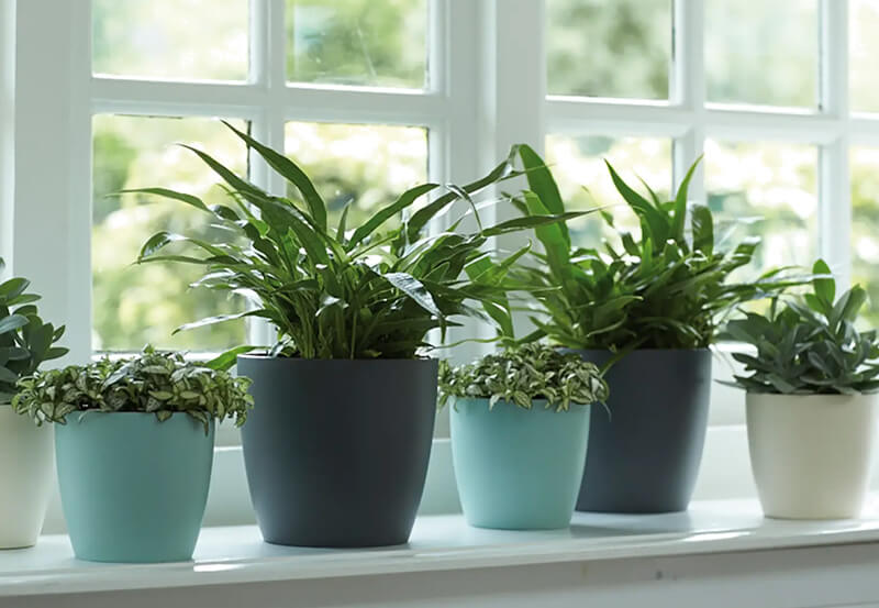 plant pots on a window sill