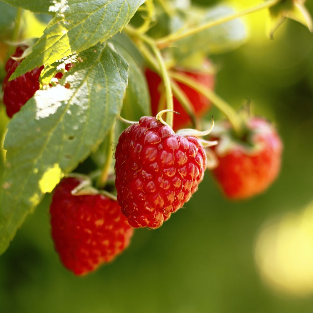 Carbeth Plants | Outdoor & Indoor Plants, Bulbs & Gifts