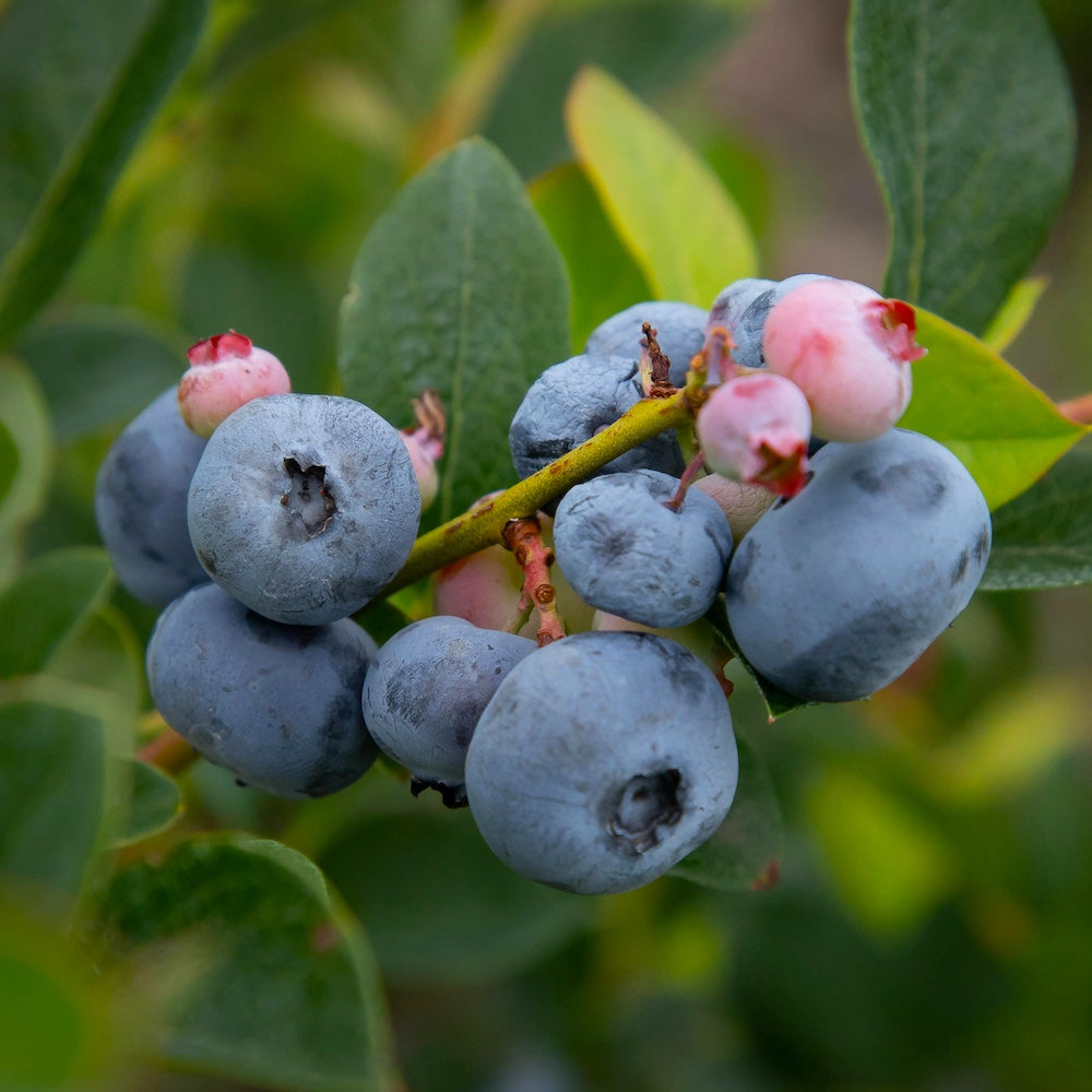 RHUBARB PLANTS FOR HARVEST