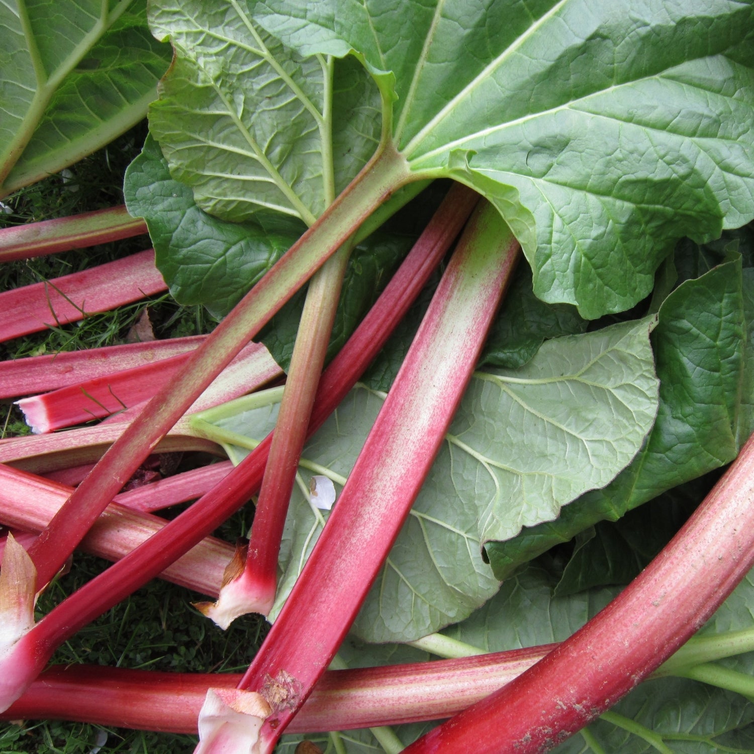 RHUBARB PLANTS FOR HARVEST