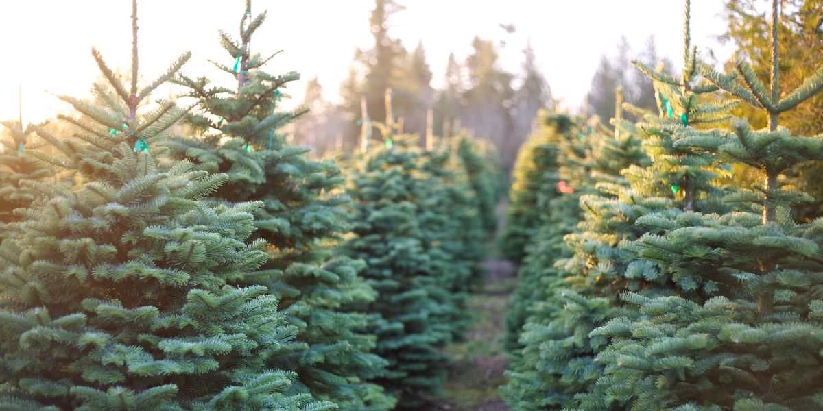 fresh cut christmas trees