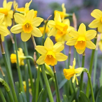 Bulbs for Pots