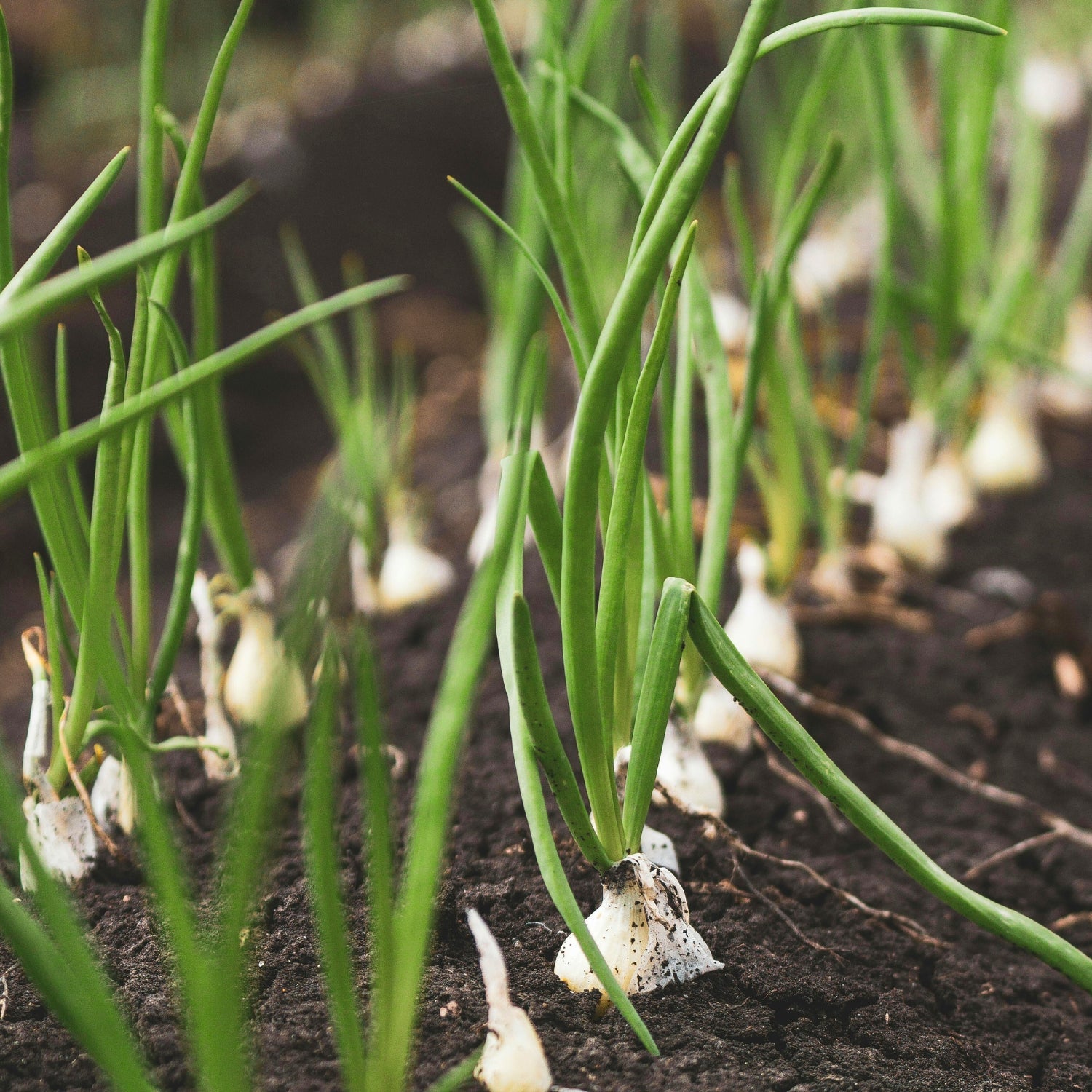 VEGETABLE PLANTS