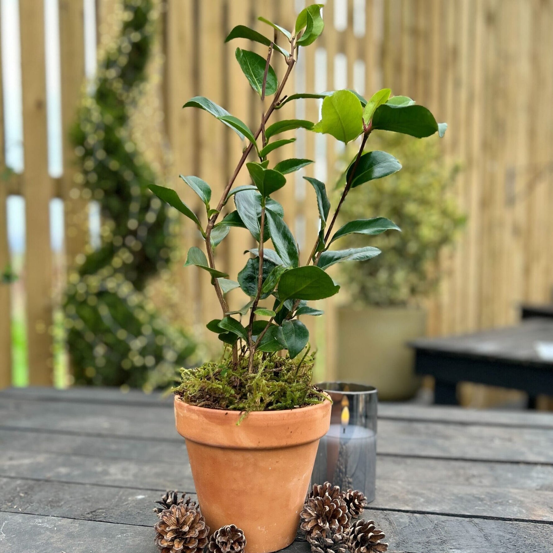 christmas plants for gifts