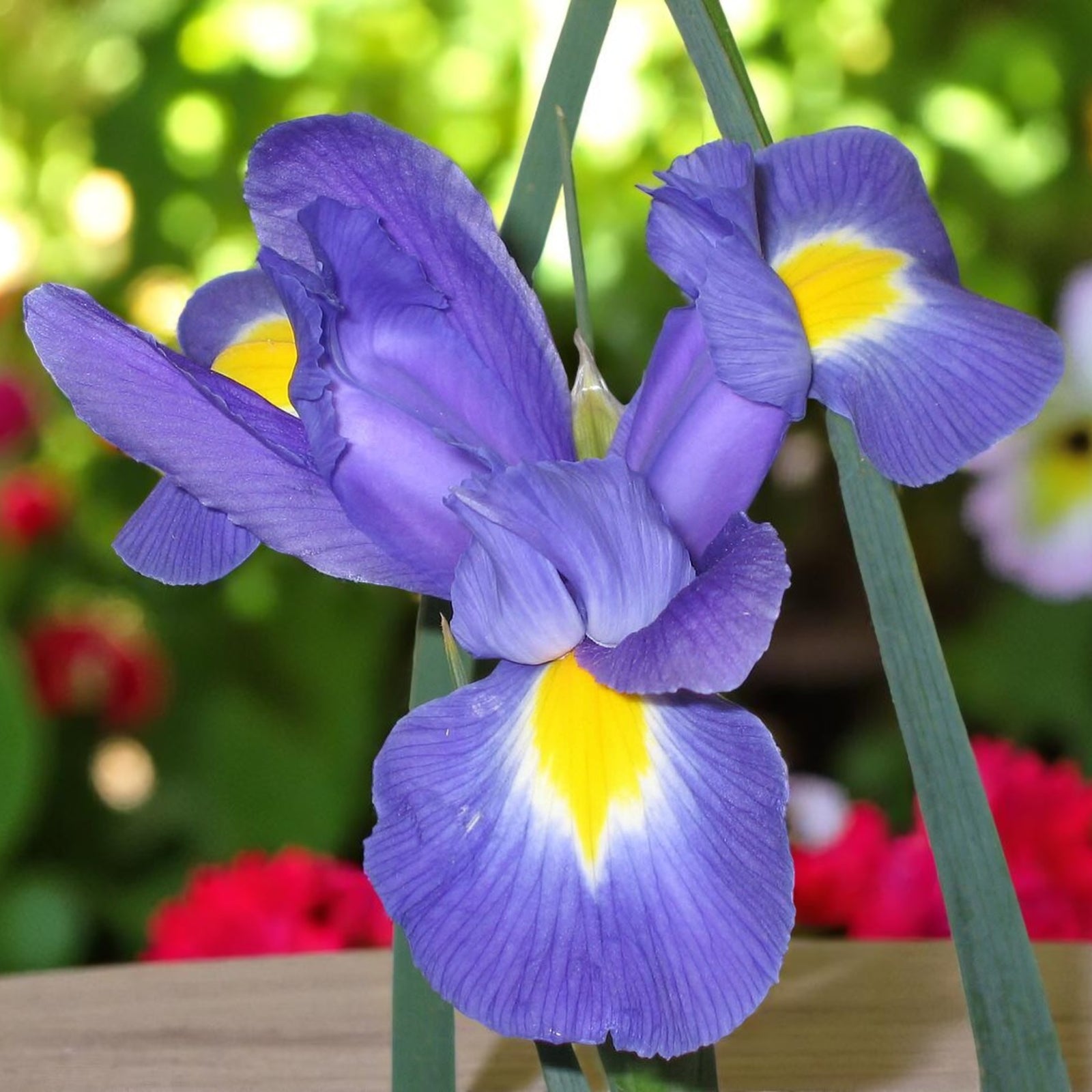 Iris