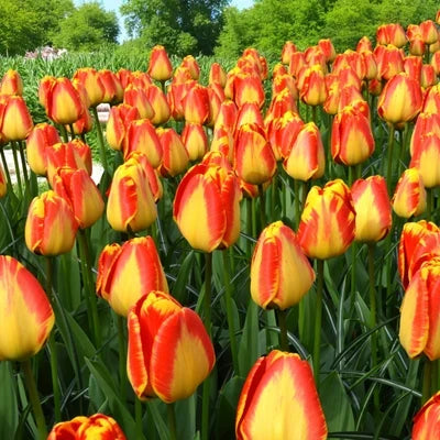 Bulbs For Borders