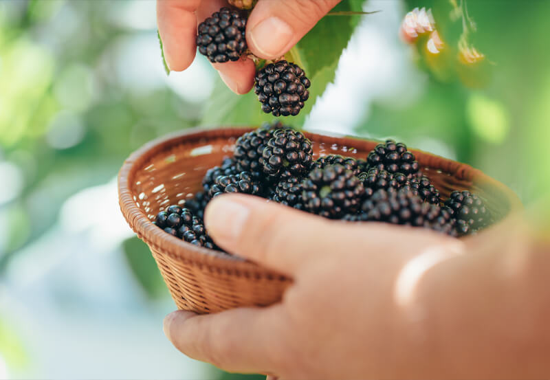 Fruit & Vegetable Plants