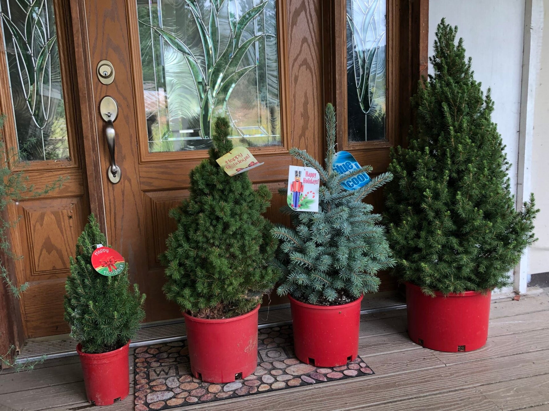 pot grown christmas trees