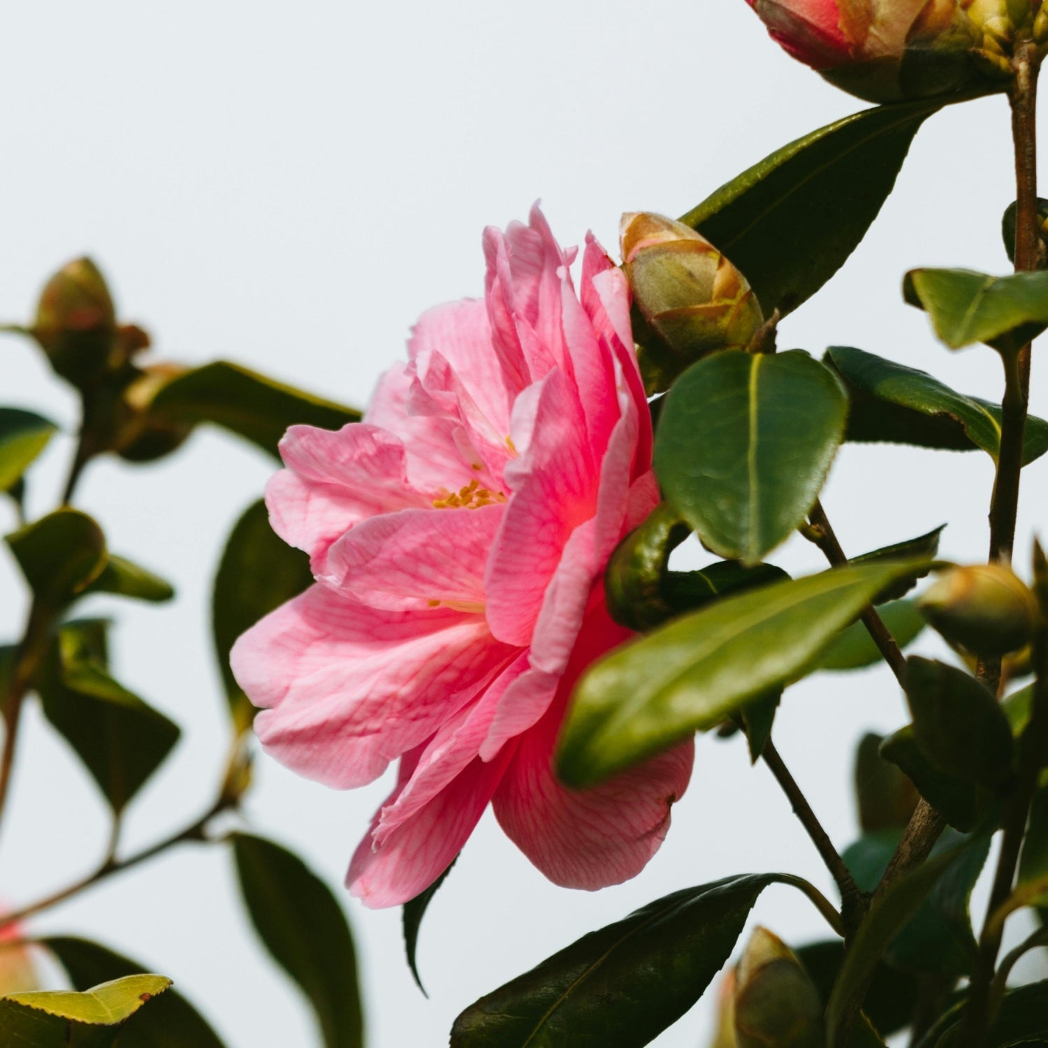 FLOWERING CAMELLIA