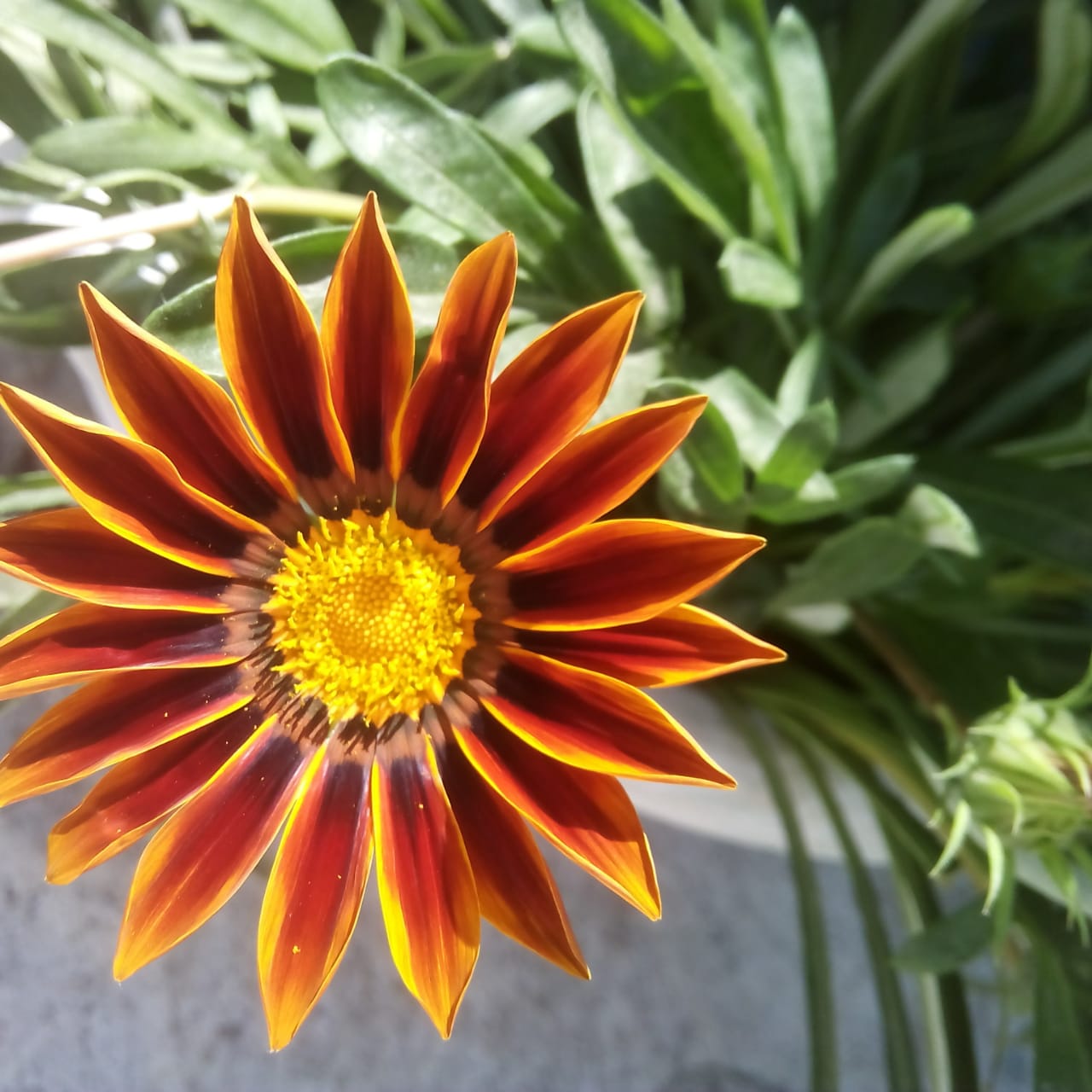 Garden Flower Plants
