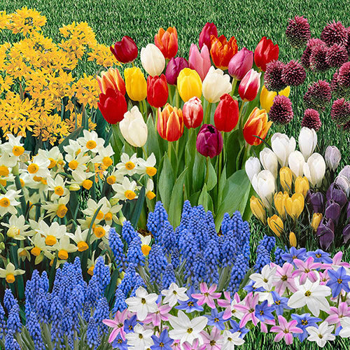 Pre-Order Spring Flowering Bulbs for Colourful Spring Garden