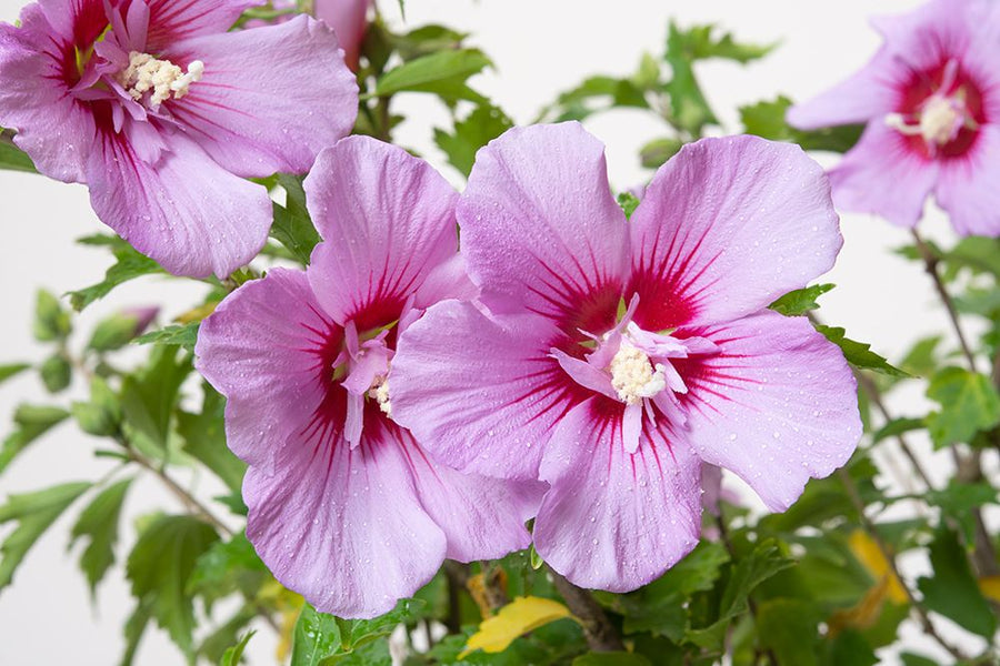 Hibiscus syriacus 'Rose of Sharon'  4