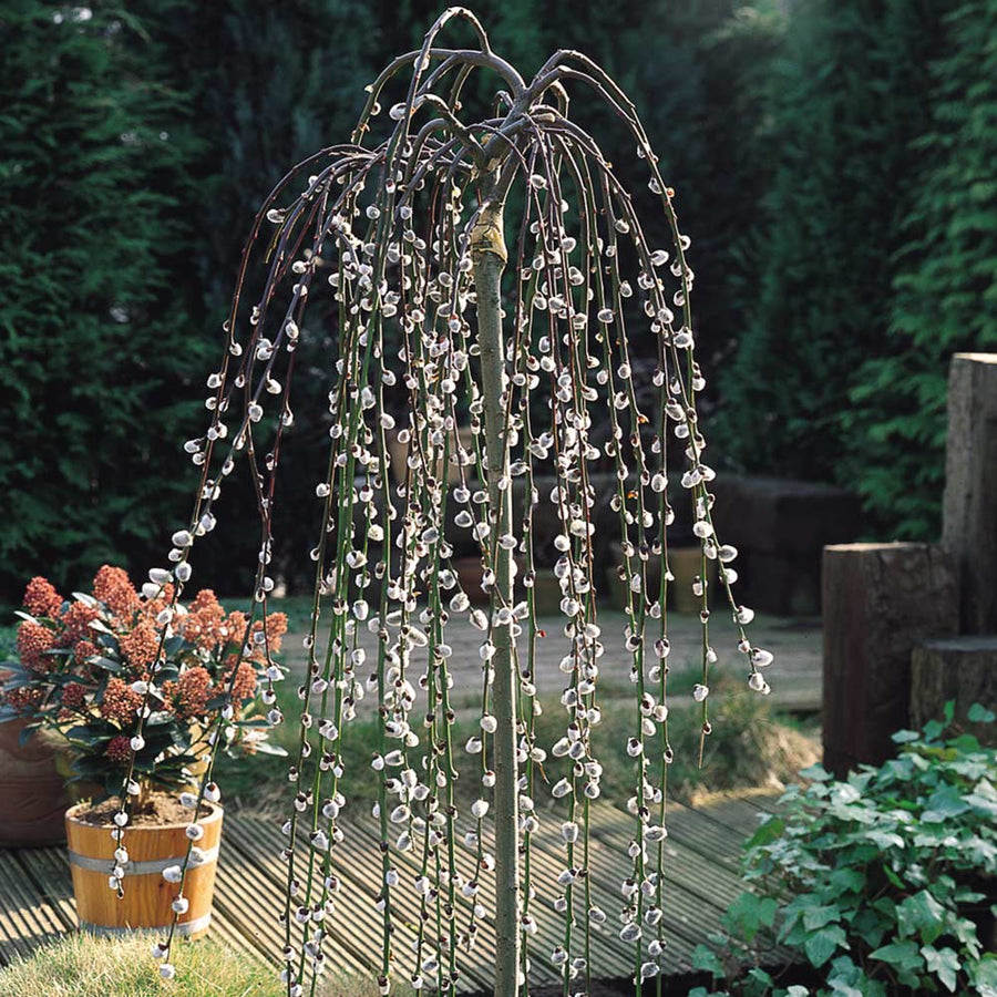 Salix caprea 'Kilmarnock' Weeping Willow Salix caprea 'Kilmarnock' Weeping Willow image2 2