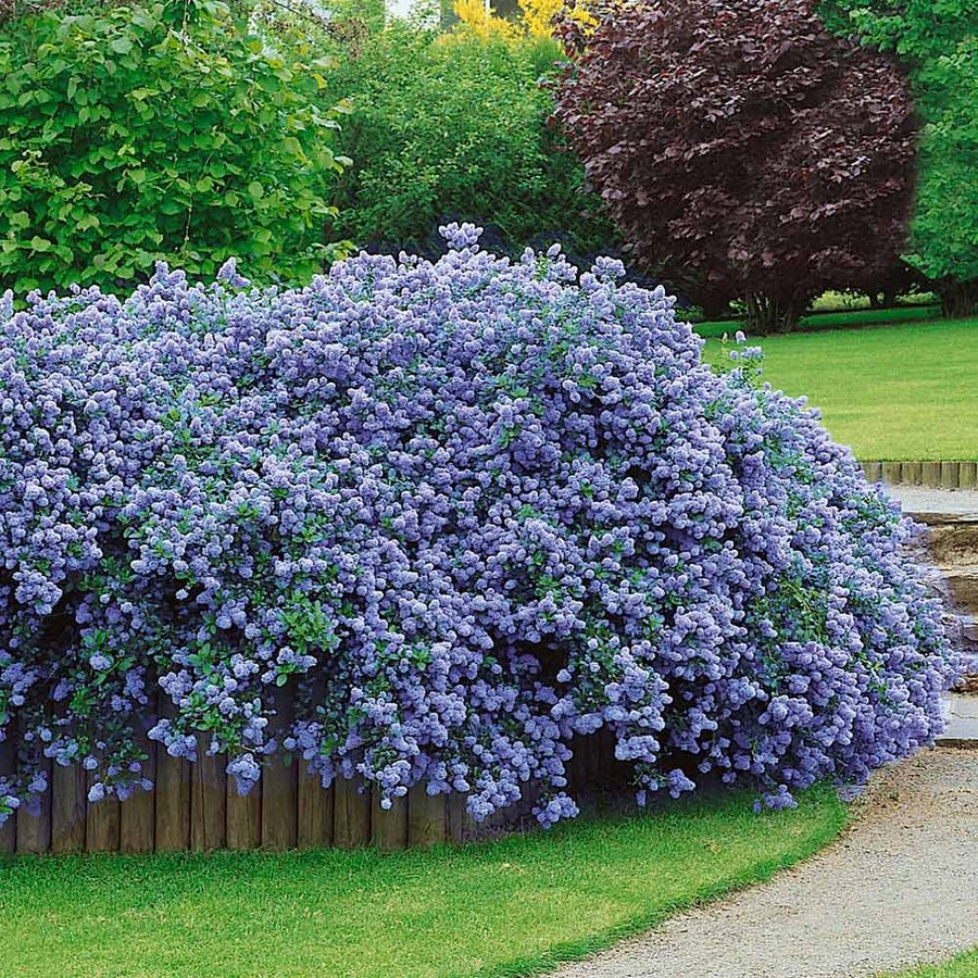 Ceanothus Tuxedo Ceanothus Tuxedo image4 1