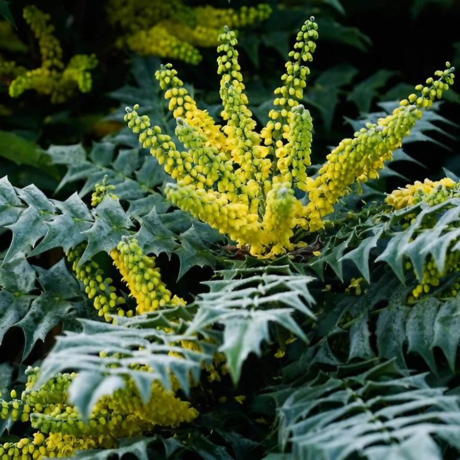 Mahonia Media Evergreen 0002032_clipdrop-enhance 3