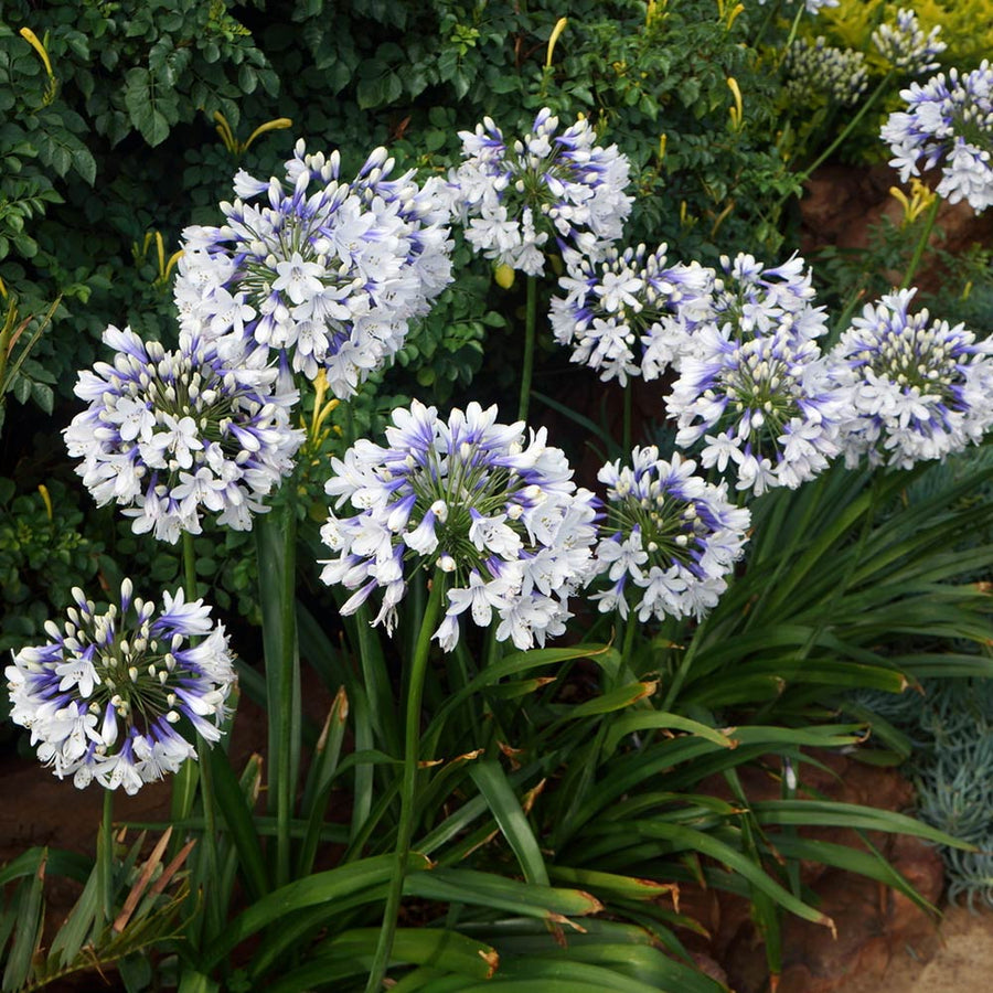 Agapanthus Twister - White Blue African Lily 0009952_2 3