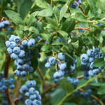 Blueberry Plant  3