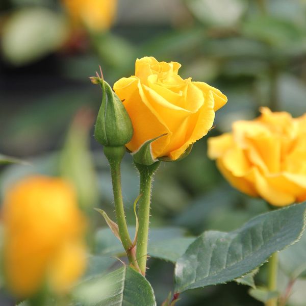 Yellow Rose Bush - Precious Gold 00324223---Precious-Gold---Westart-medium 1