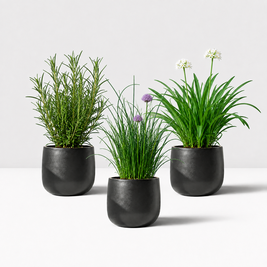 Mixed BBQ Herb Collection  2