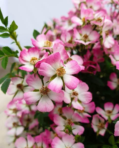 Miniature Rose Alpina Plant - Cutie Pie in 9cm Pot Minatare Rose Alpina Plant - Cutie Pie in 9cm Pot image1 1