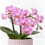 Orchid Plant - Phalaenopsis Multiflora  4