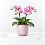 Orchid Plant - Phalaenopsis Multiflora  1