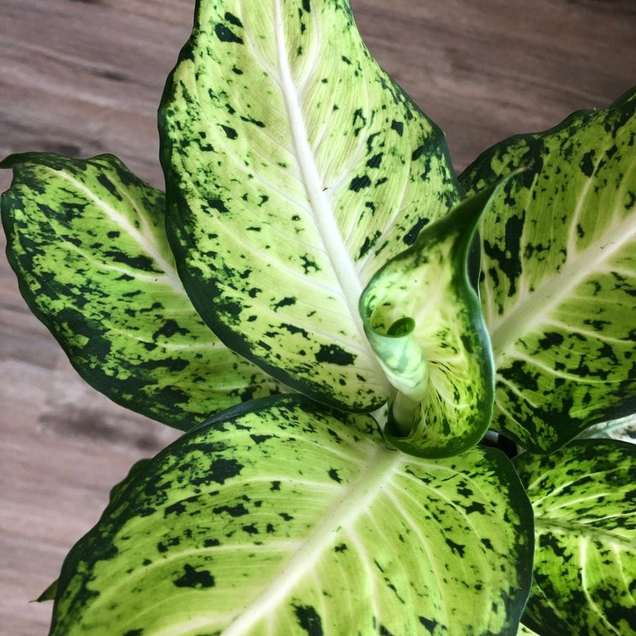 Dumb Cane Dieffenbachia Amy  4