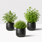 Mixed BBQ Herb Collection  3