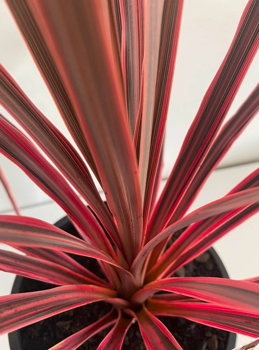 Cordyline Australis 'Salsa' Palm Cordyline Australis 'Salsa' Palm image3 3