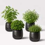 Mixed BBQ Herb Collection  1