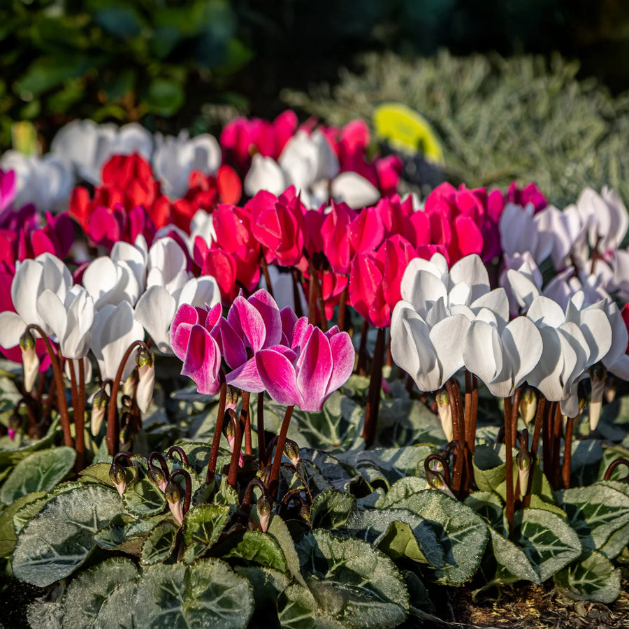 Cyclamen Perennial Plant Mix  2
