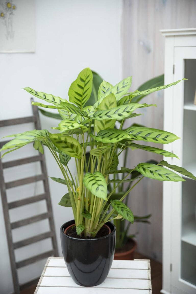 Calathea Leopardina Prayer Plant Calathea Leopardina Prayer Plant in 12 cm Pot image2 3