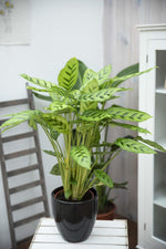 Calathea Leopardina Prayer Plant Calathea Leopardina Prayer Plant in 12 cm Pot image2 3