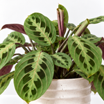 Maranta Leuconeura  2