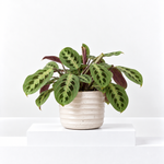 Maranta Leuconeura  1