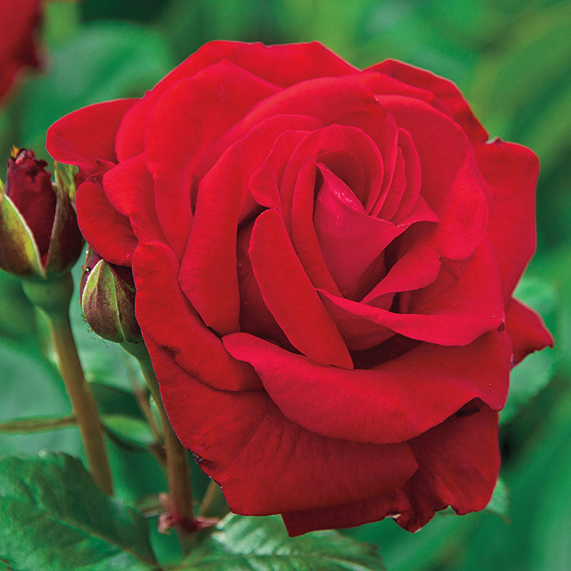 China 20th Wedding Anniversary Rose Bush Gift Wrapped  3