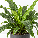Microsorum Crocodyllus Fern  3