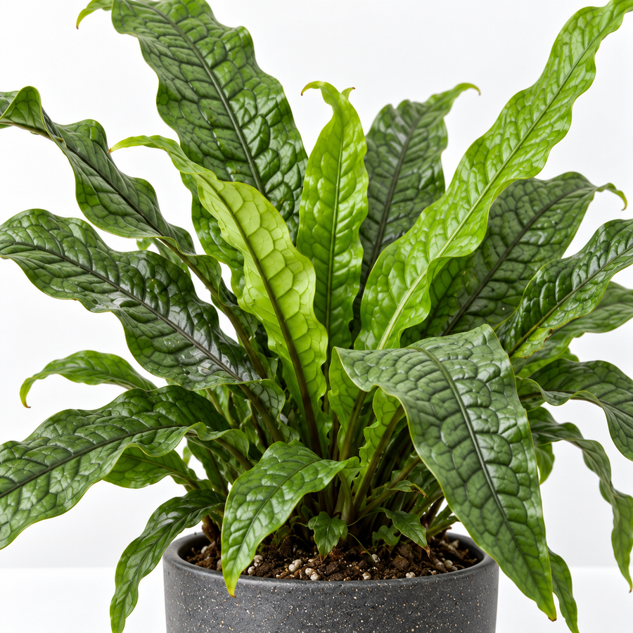 Microsorum Crocodyllus Fern  3