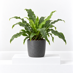Microsorum Crocodyllus Fern  1