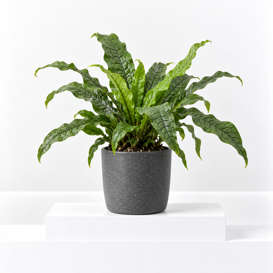 Microsorum Crocodyllus Fern  1