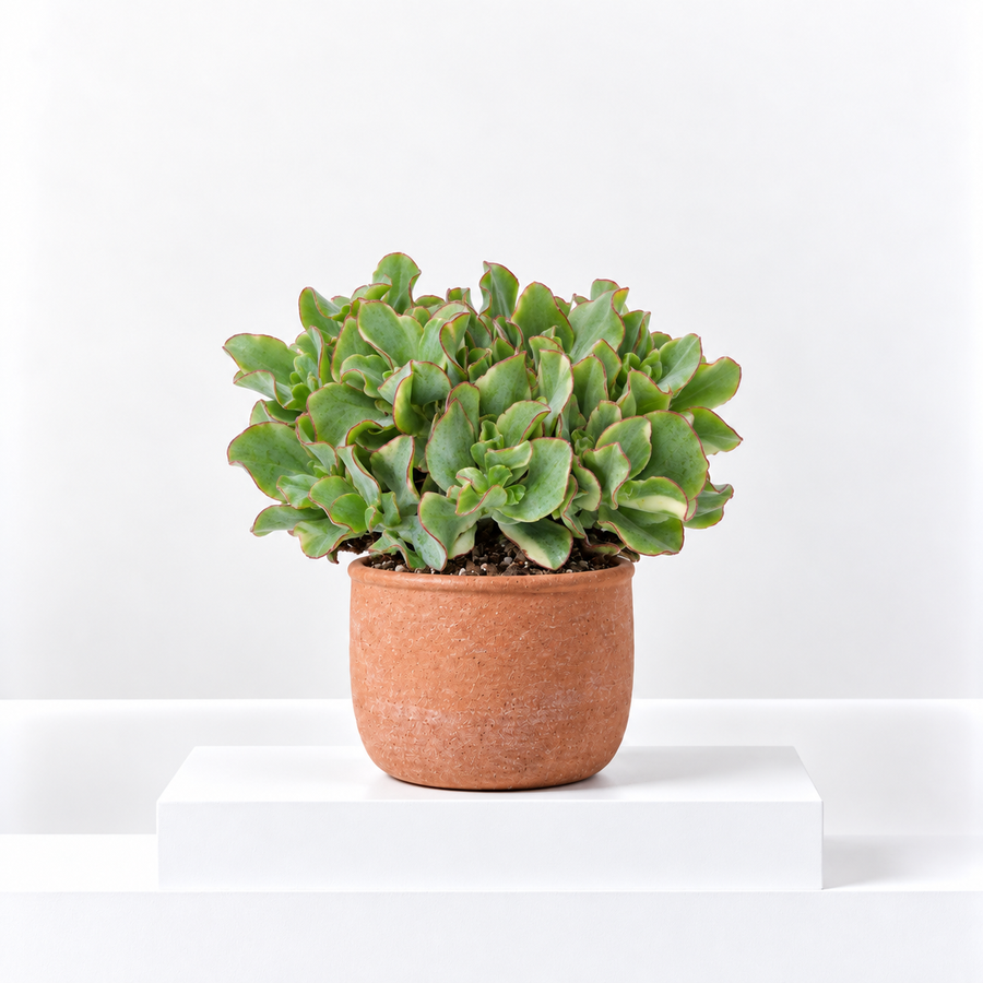 Crassula Curly Green Ripple Jade Money Plant  1