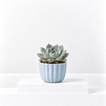 Echeveria 'Parva'  1