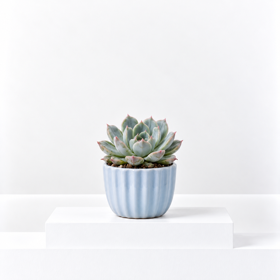 Echeveria 'Parva'  1