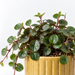 Peperomia Plant Mix  3