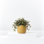 Peperomia Pepperspot  1