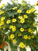 Thunbergia - 'Black Eyed Susan Vine' Thunbergia - 'Black Eyed Susan Vine' image3 3